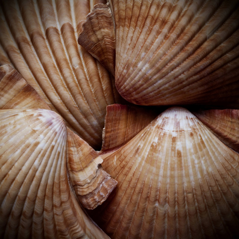 Macro Shells VI by Rachel Perry - Wrapped Canvas Art Prints, 51cm H x 51cm W