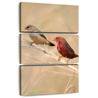 Brampt Strawberry Finches