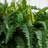 39'' Faux Fern Plant in Metal Planter