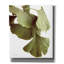«Ginko Color on White» par Debra Van Swearingen, art mural sur toile-401446155