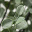 Eucalyptus artificiel 46 po en pot