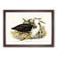 Pacific Herons by Elizabeth Gould - Picture Frame Painting Print-55578069-55578068