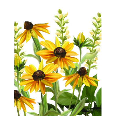 " Summer Susans " by House Fenway