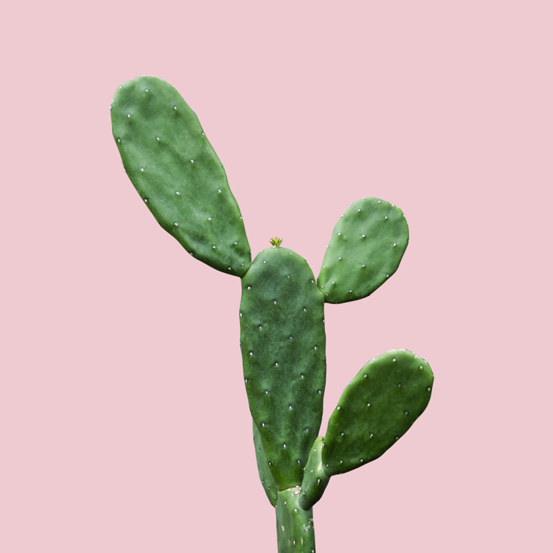 Cactus - Wrapped Canvas Print, 30cm H x 30cm W x 3.8cm D