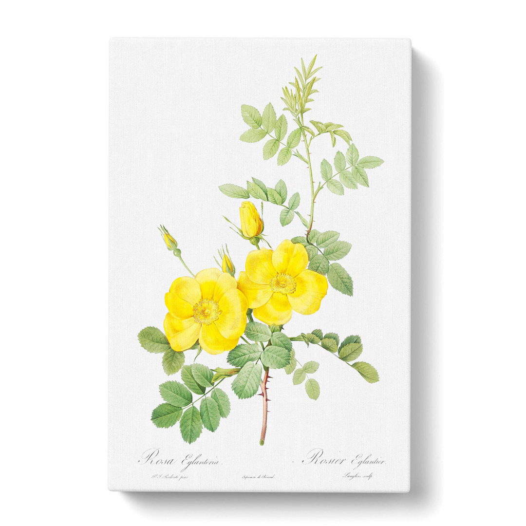 Sweetbriar Roses in Yellow by Pierre-Joseph Redoute - Wrapped Canvas
