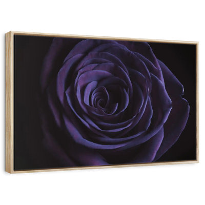 Rose mauve en fleurs