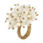 Pearl Cluster NR