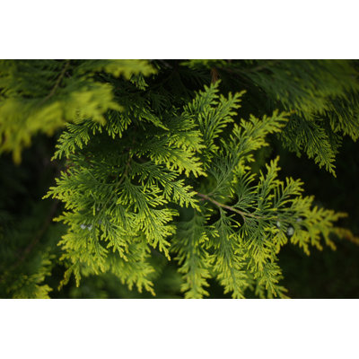 " Juniper Leaves " by Ulianna