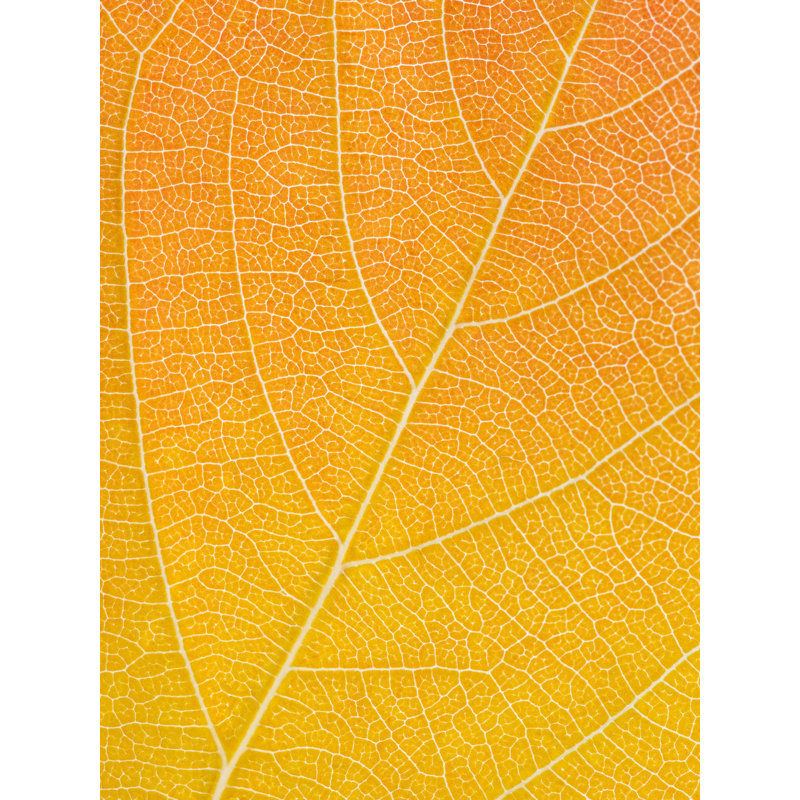 Autumn Leaf by Philippe Monthoux, Black Framed Canvas, 32" H x 24" W