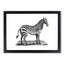 Zebra in Black & White by George Shaw - Picture Frame Drawing Print-55641218-55641227
