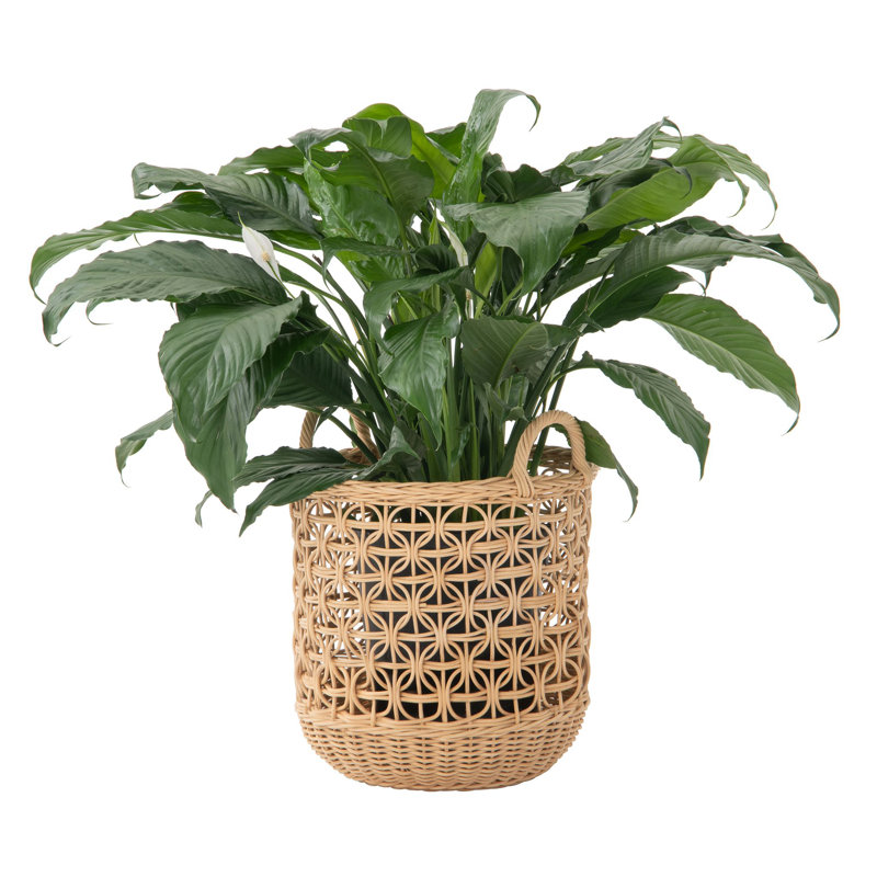 Rattan Laundry Basket, 18" H x 14.5" W x 14.5" D