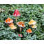 Ensemble de 4 piquets de jardin mouchetés-865199174