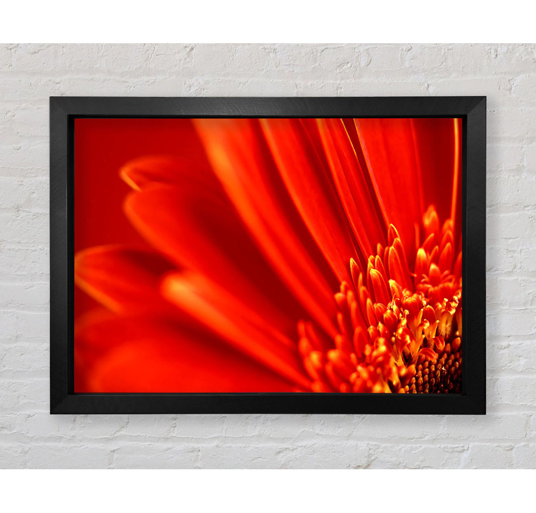 Gerahmtes Leinwandbild Red Orange Gerbera Petals