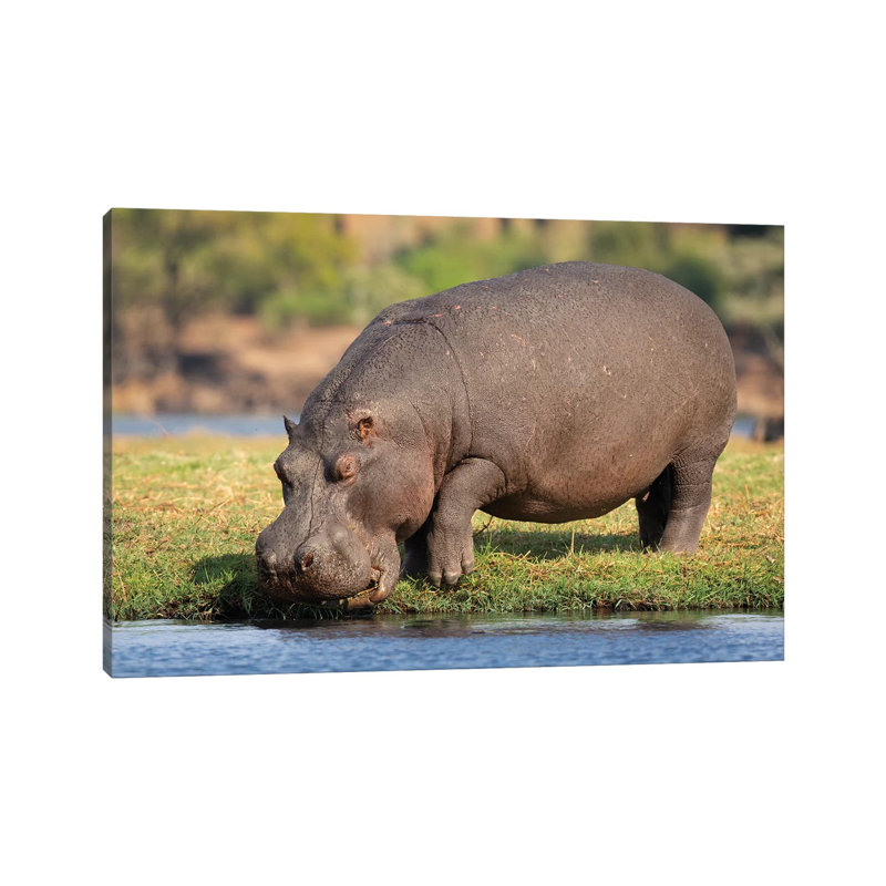 " Hippopotamus Botswana " by Mogens Trolle, 26" H x 40" W x 1.5" D