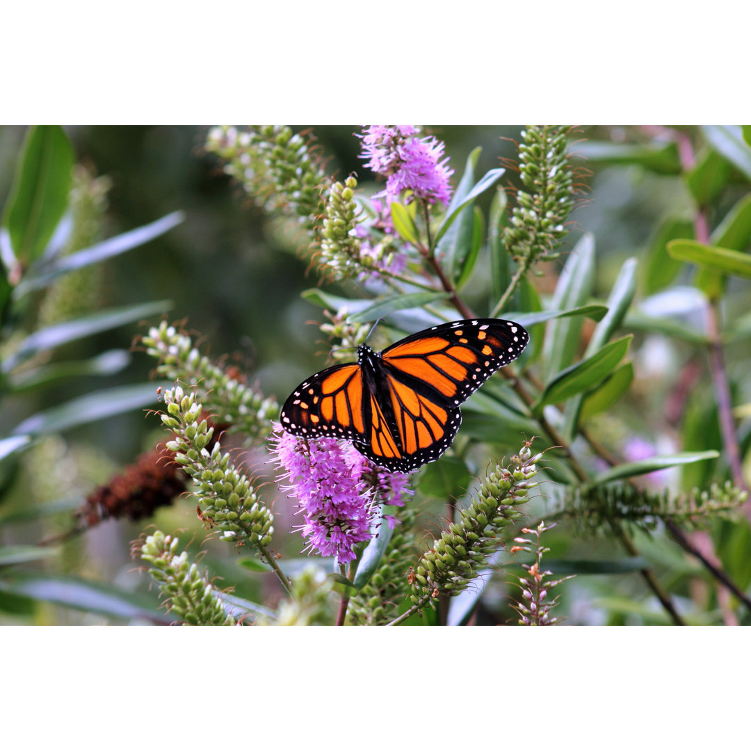 Monarch Schmetterling von MollyNZ - Leinwand Kunstdrucke