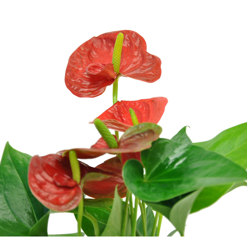 Costa Farms Blooming Anthurium - Thumbnail 5