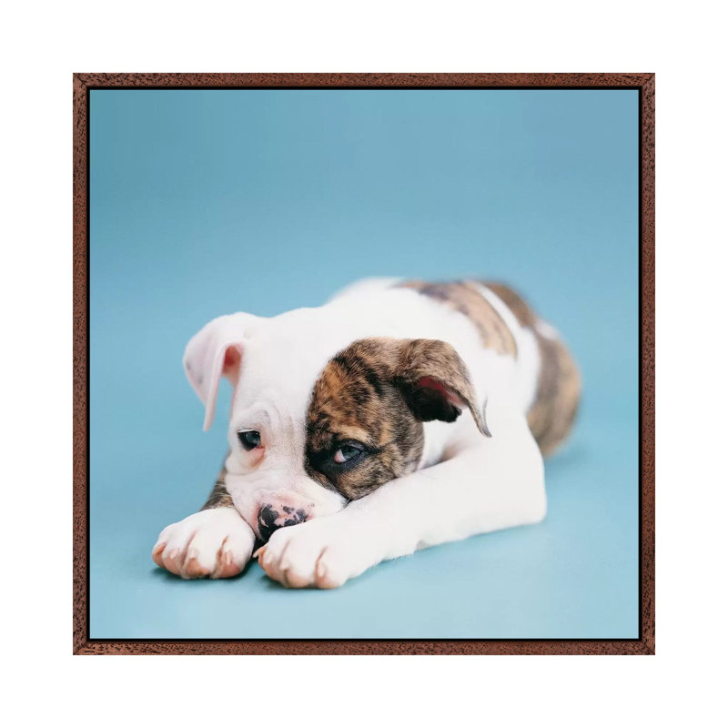 Shadow by Rachael Hale - Print on Canvas, Classic Brown Wood Framed, 66.04 cm H x 66.04 cm W