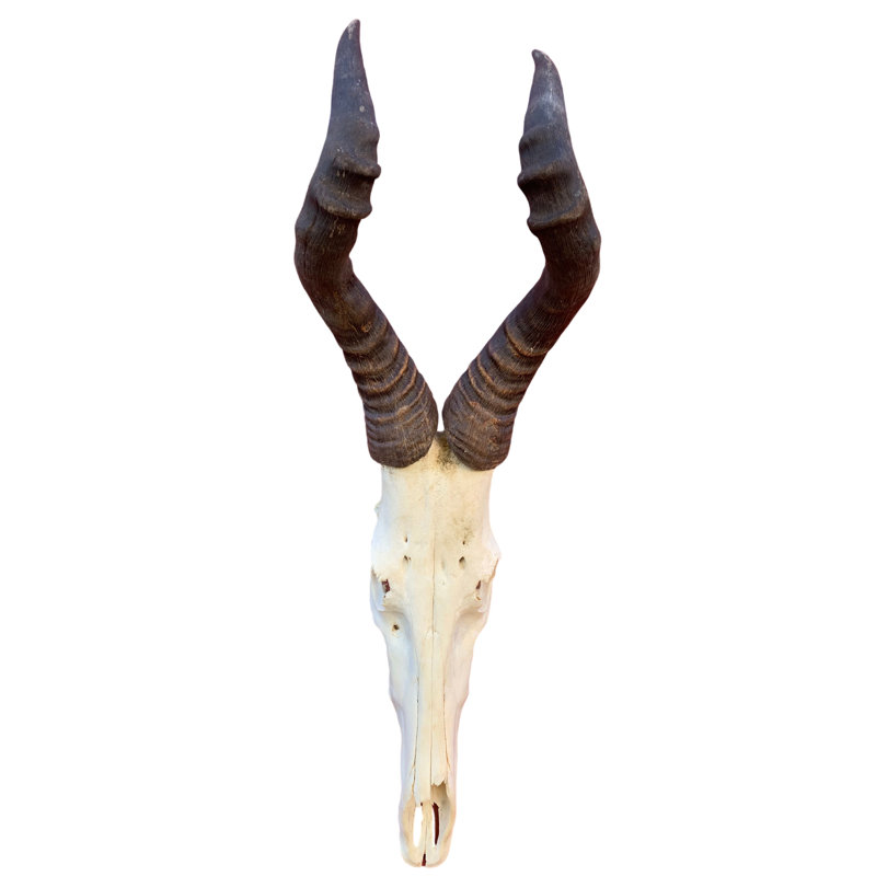 Sirise Real Hartebeest Antelope Skull