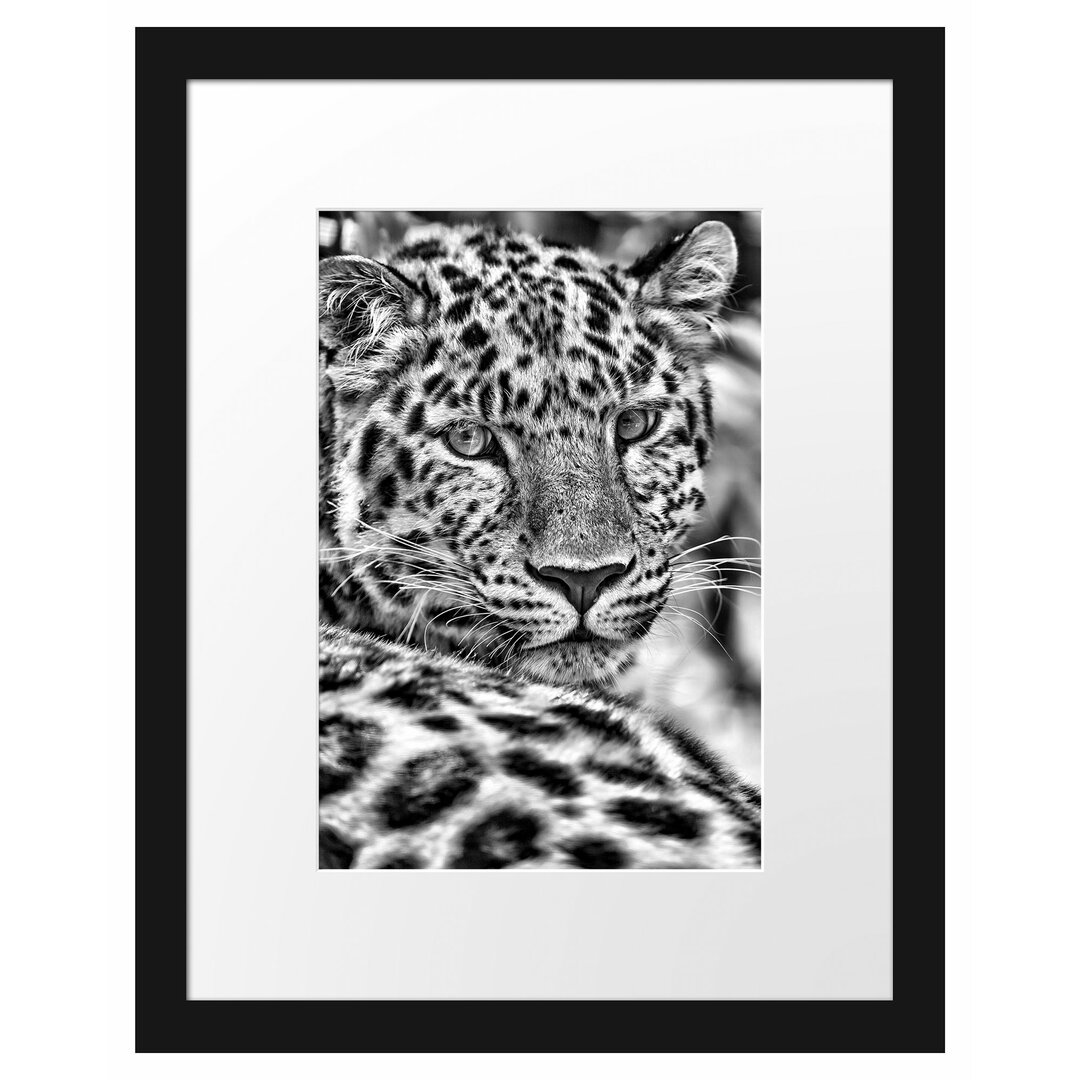 Gerahmtes Poster Aufmerksamer Leopard im Schatten