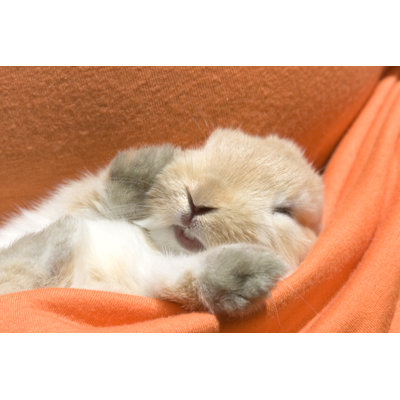 Having a Nap by Maiteali