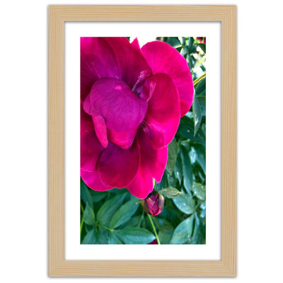 Peony Pink Flower - Single Picture Frame Print