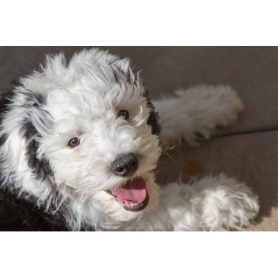 Sheepadoodle Dog
