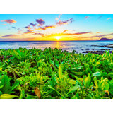 Flower Sunset At Paradise Cove, Hawaii Print by Brian Mc Clean
