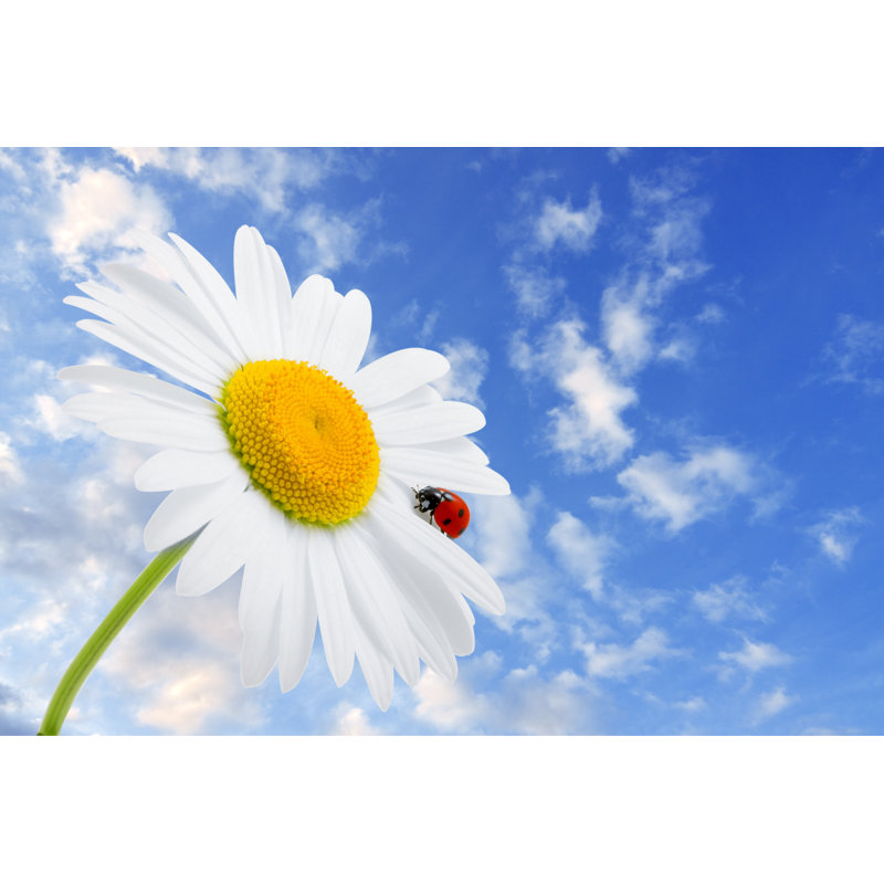 Ladybug On Camomile by Miramiska - Wrapped Canvas Print, 30cm H x 46cm W