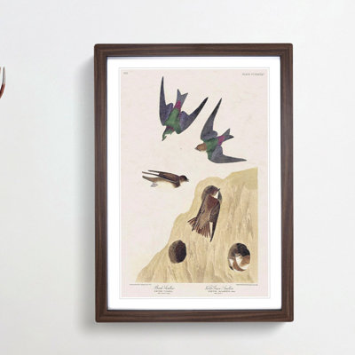 Swallow Birds by John James Audubon - Framed Print
