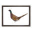 Pheasant Bird in Winter - Framed Print-56704609-56704613
