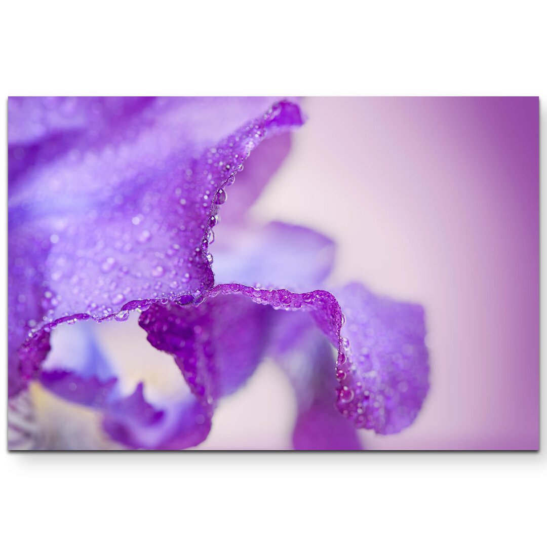 Leinwandbild Lila Iris mit Wassertropfen – Nahaufnahme