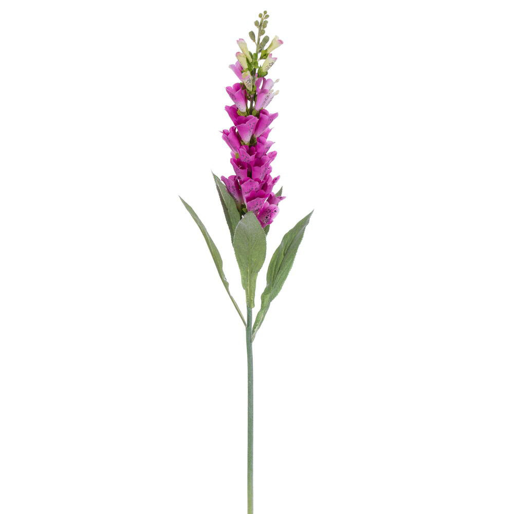 Fuchsia Stems, Fuchsia