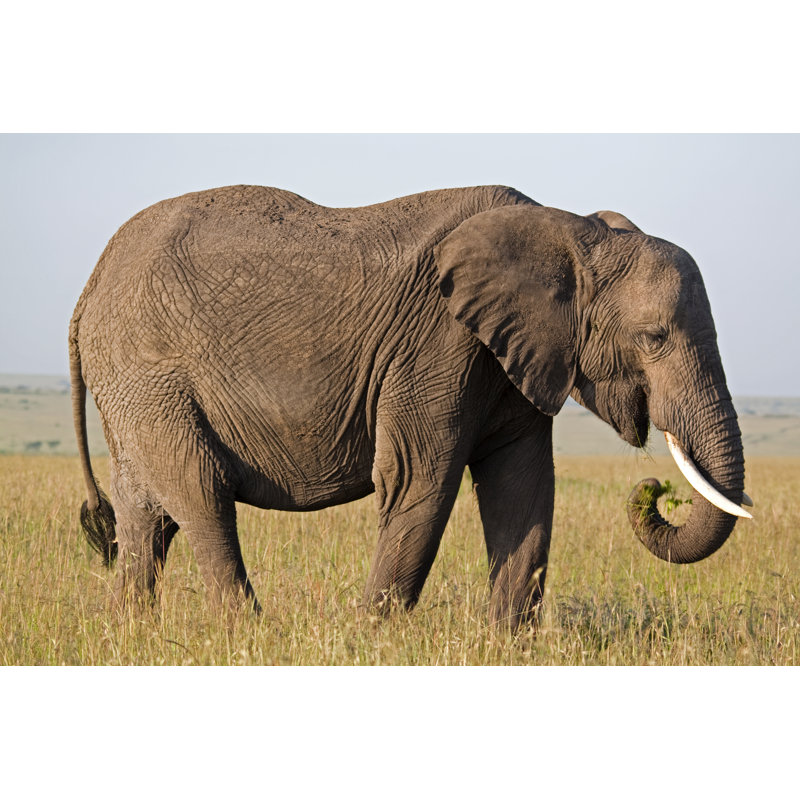 African Elephant by Wldavies - Wrapped Canvas Print, 81cm H x 122cm W x 3.8cm D