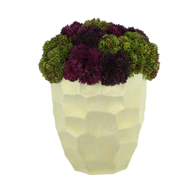 Helena Sedum Arrangement
