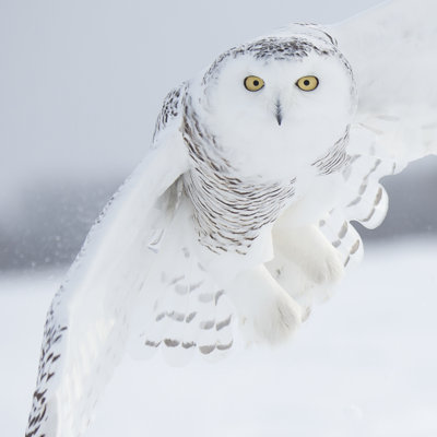 Hibou en vol I