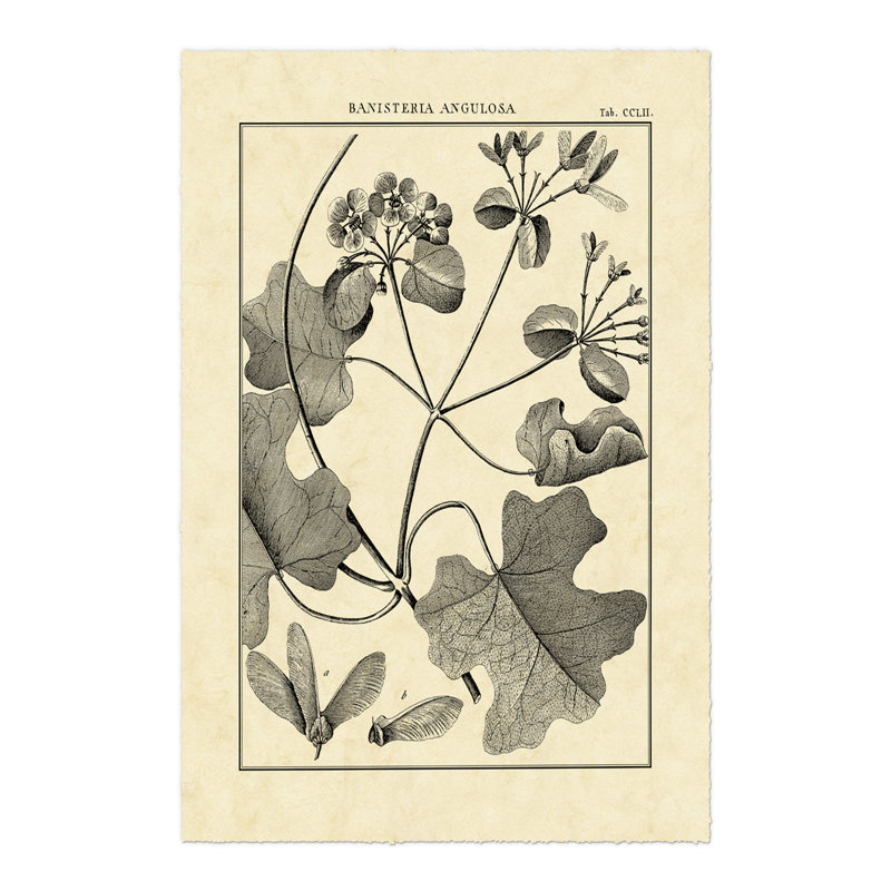 Vintage Botanical Study II by Sellier - Wrapped Canvas Print, 46cm H x 30cm W x 3.8cm D