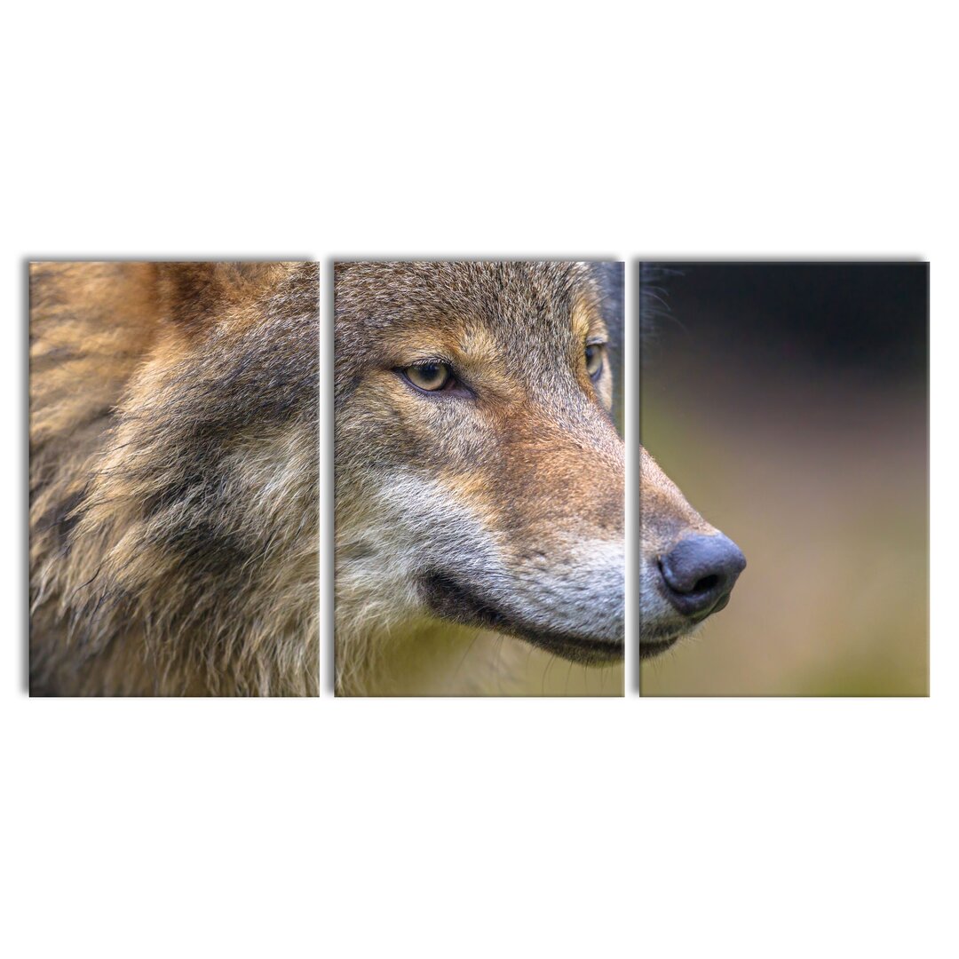 3-tlg. Leinwandbilder-Set Porträt des europäischen Wolfes