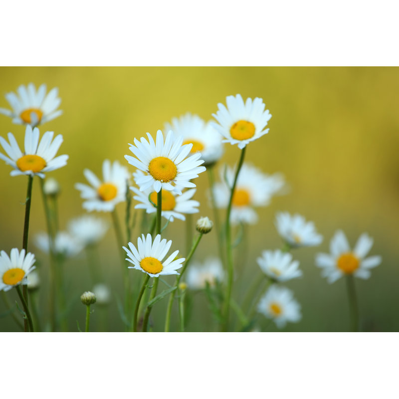 Marguerite et fond défocalisé par Konradlew, H 20 po x l 30 po