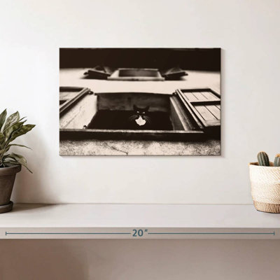 Crowle Dali The Cat Photography