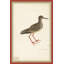 18th Century Bird Re-Strikes IX Painting
