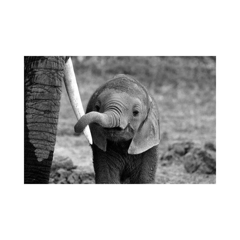 Bjoern Alicke 1 Piece Wrapped Canvas Wall Art, 30.48 cm H x 45.72 cm W