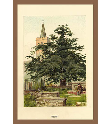 " The Yew " by W.H.J. Boot