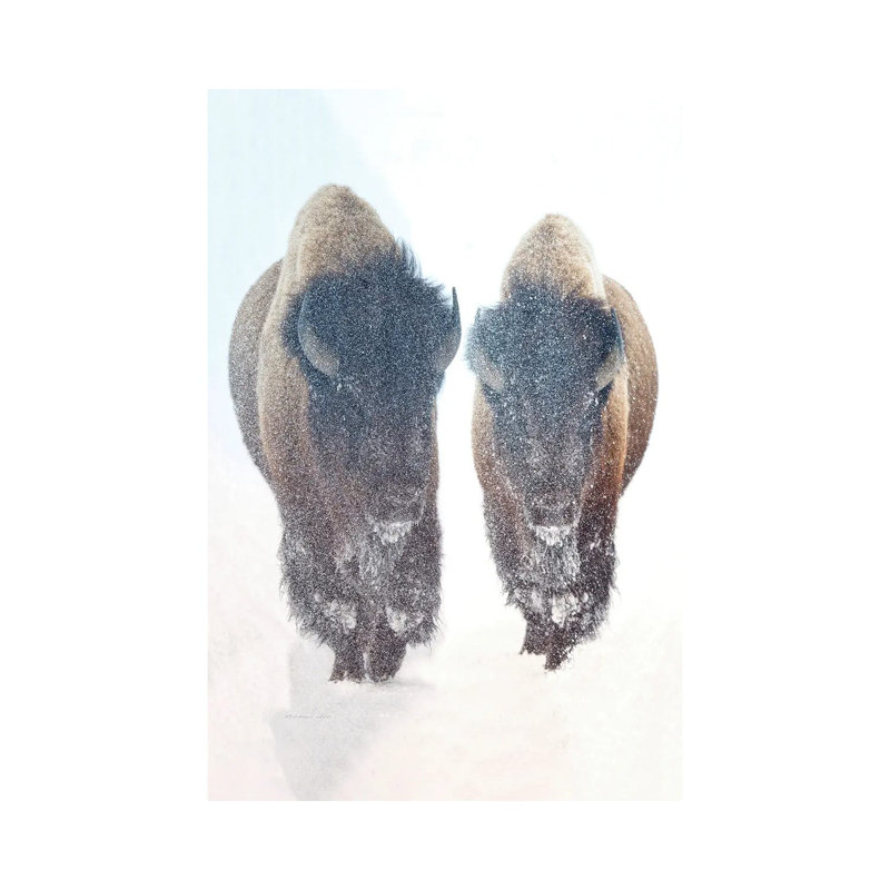 Bison In A Snow Storm by OLena Art - Wrapped Canvas Print, 101.6 cm H x 66.04 cm W