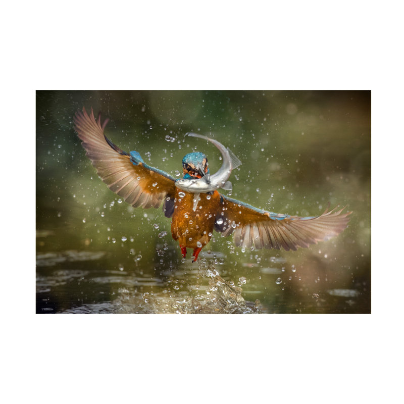 Art sur toile «Bachelor» par Alberto Ghizzi Panizza, H 30 po x l 47 po