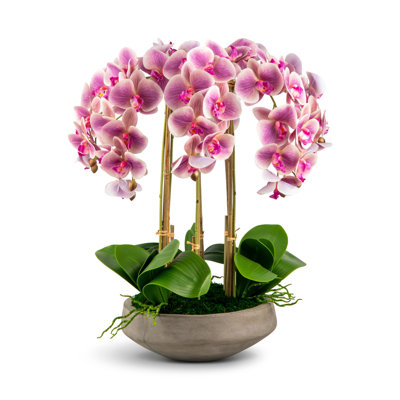 Orchidée Henrietta RealTouch
