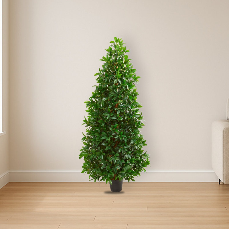 Bay Leaf Cone Topiary Tree