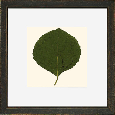 Small Pressed Leaves V Print