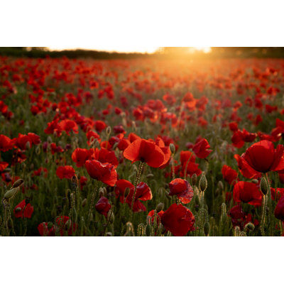 " Golden Poppy Field " by Howard Double