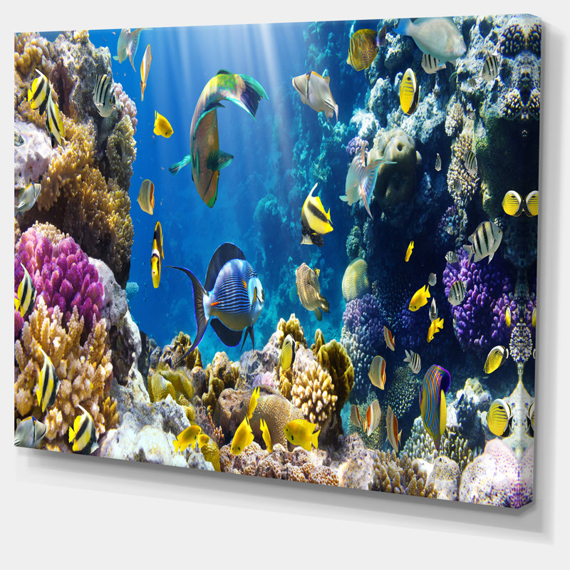 «Fish in Coral Reef», impression sur toile, H 20 po x l 40 po, Toile tendue
