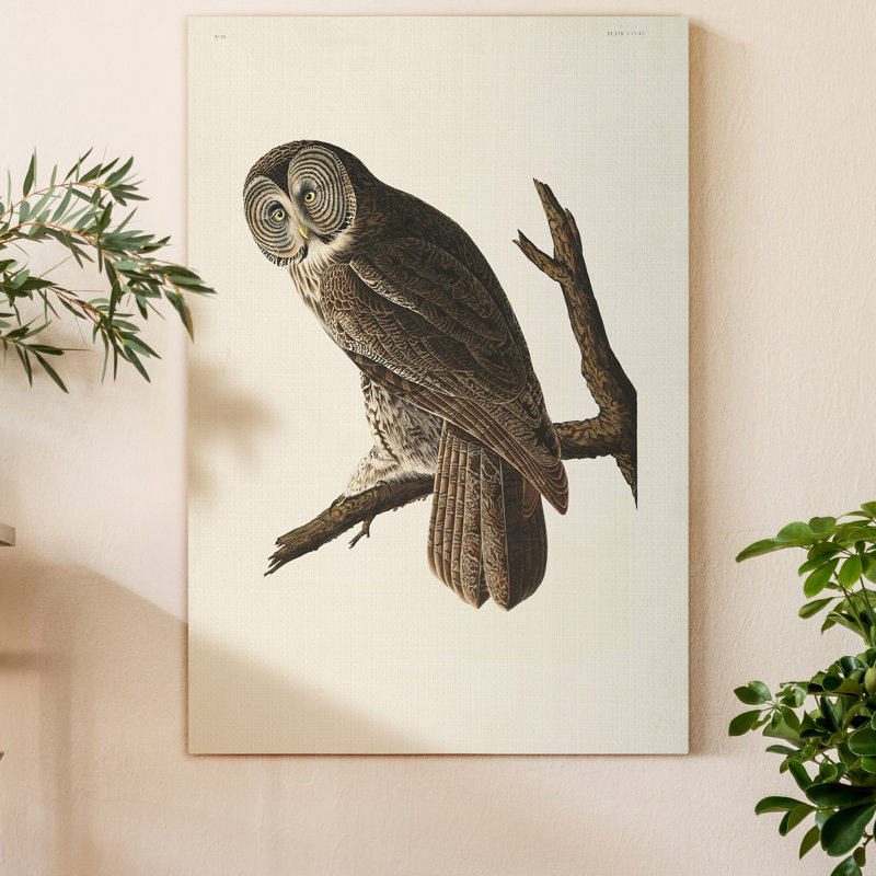 «Pl 351 Great Cinereous Owl», reproduction d'art sur toile tendue, H 36 po x l 24 po x P 1 po